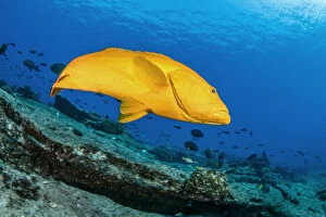 Golden grouper (Mycteroperca rosacea), yellow color-variation of the most common leopard