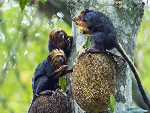 Three Prints: Golden-headed lion tamarin (Leontopithecus chrysomelas) feeding on jackfruit