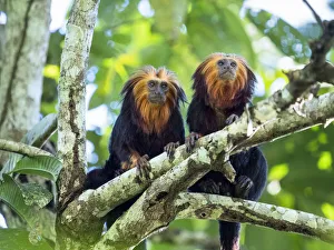 Two Golden-headed lion tamarin (Leontopithecus chrysomelas) in tree, coastal rainforest