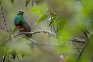 Golden-headed quetzal (Pharomachrus auriceps) Mindo, Pichincha, Ecuador