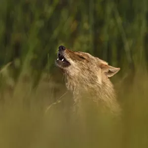 Images Dated 16th May 2018: Golden jackal (Canis aureus) howling in grassland. Danube Delta, Romania, May