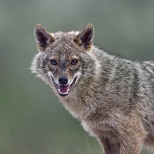2019 January Highlights Gallery: Golden jackal (Canis aureus) portrait. Danube Delta, Romania, May