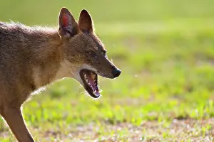 Middle East Prints: Golden jackal (Canis aureus) in urban park, portrait, Yarkon Park, Tel Aviv, Israel
