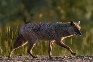 2019 January Highlights Gallery: Golden jackal (Canis aureus) walking on sand. Danube Delta, Romania, May
