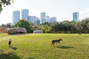 Middle East Prints: Two Golden jackals (Canis aureus) in urban park, Yarkon Park, Tel Aviv, Israel