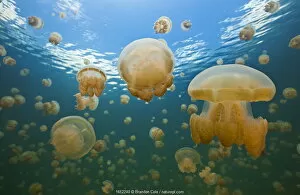 Golden jellyfish (Mastigias papua), Jellyfish Lake, Palau