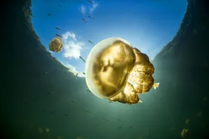 Palau Prints: Golden jellyfish (Mastigias sp. ) in a marine lake, Jellyfish Lake, Eil Malk island