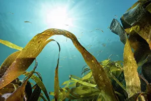 Seaweed Prints: Golden kelp (Laminaria ochroleuca) with Spotted gobies (Gobiusculus flavescens) swimming in shallow water