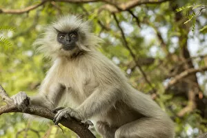 2019 December Highlights Collection: Golden langur (Trachypithecus geei) sitting in tree, Umanada Temple Island, Assam, India