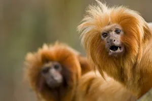 Golden lion tamarin {Leontopithecus rosalia} captive, Peru, Critically endangered