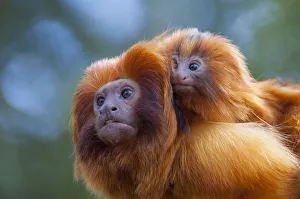 Riding Prints: Golden lion tamarin (Leontopithecus rosalia) mother with baby on back