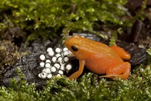 Golden mantella frog (Mantella aurantiaca) with freshly laid eggs on wet mossy ground