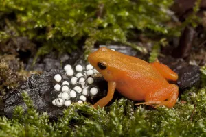 Damp Prints: Golden mantella frog (Mantella aurantiaca) with freshly laid eggs on wet mossy ground