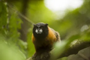 Mark Bowler Prints: Golden-mantled tamarin (Saguinus tripartitus) captive