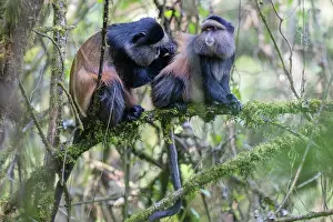 Allogrooming Prints: Two Golden monkeys (Cercopithecus kandti) sitting in tree