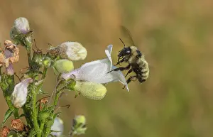 Bumble Bee Prints: Golden northern bumble bee (Bombus fervidus) visiting Foxglove beardtongue (Penstemon digitalis) flower