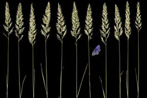 Gramineae Collection: Golden oat grass (Trisetum flavescens) and Silver studded blue butterfly (Plebejus