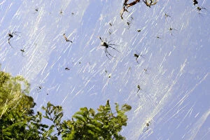 Images Dated 30th September 2016: Golden orb spiders (Nephila sp) on the shores of Lake Er Hai. Dali, Yunnan, China