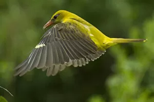 Golden oriole (Oriolus oriolus) female in flight to nest, Bulgaria, May 2008