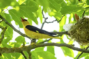 Calling Prints: Golden oriole (Oriolus oriolus) male