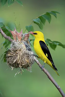 Golden Oriole (Oriolus oriolus) male feeding its chicks at nest, Bulgaria