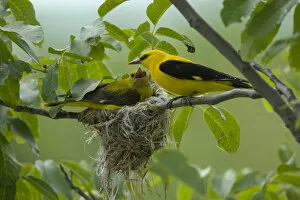 Images Dated 15th June 2008: Golden oriole (Oriolus oriolus) pair at nest, Bulgaria, May 2008