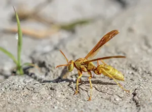Wasp Prints: Golden paper wasp (Polistes aurifer) portrait, Sabino Canyon, Arizona, USA. April