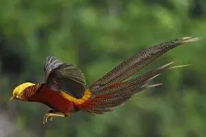 Golden pheasant 1+Chrysolophus pictus+2 male jumping, Yangxian Biosphere Reserve