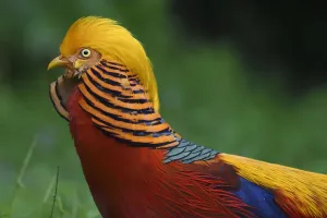 2018 September Highlights Collection: Golden pheasant (Chrysolophus pictus) male displaying in grass in Yangxian Nature Reserve