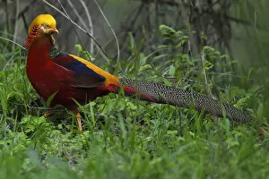Images Dated 24th April 2015: Golden pheasant (Chrysolophus pictus) male walking through the forest, Tangjiahe