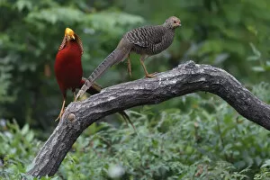 2020 January Highlights Collection: Golden pheasant (Chrysolophus pictus) male and female, Yangxian nature reserve, Shaanxi