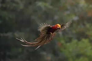 2020 January Highlights Collection: Golden pheasant (Chrysolophus pictus) male in flight, Yangxian nature reserve, Shaanxi