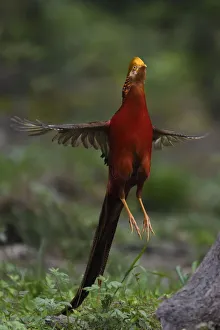 Golden pheasant (Chrysolophus pictus) male jumping, Yangxian Biosphere Reserve, Shaanxi