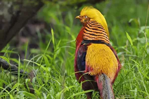 2018 December Highlights Prints: Golden pheasant (Chrysolophus pictus) male walking through the forest, Tangjiahe