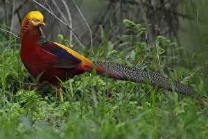 Golden pheasant (Chrysolophus pictus) male walking through the forest, Tangjiahe