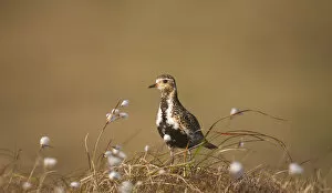 Images Dated 24th August 2007: Golden plover (Pluvialis apricaria) in breeding plumage on open moorland, Shetland Islands