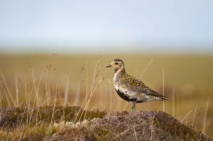 Images Dated 24th August 2007: Golden plover (Pluvialis apricaria) adult on open moorland, breeding plumage, Shetland Islands