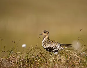 Images Dated 24th August 2007: Golden plover (Pluvialis apricaria) adult on open moorland, breeding plumage, Shetland Islands