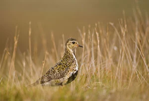Golden plover (Pluvialis apricaria) profile portrait on open moorland in evening light