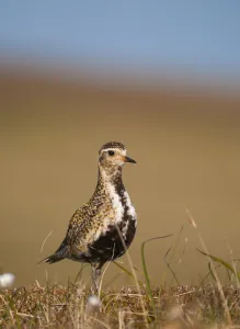 Golden plover (Pluvialis apricaria) adult on open moorland, breeding plumage, Shetland Islands