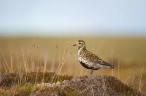 Bogs Prints: Golden plover (Pluvialis apricaria) adult on open moorland