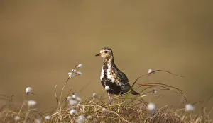 Golden plover (Pluvialis apricaria) in breeding plumage on open moorland, Shetland Islands
