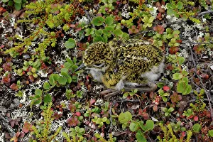 True Plover Prints: Golden plover (Pluvialis apricaria) chick, resting on the ground, Varanger, Norway. July