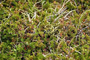 True Plover Prints: Golden plover (Pluvialis apricaria) chick camouflaged in ground nest, Norway June