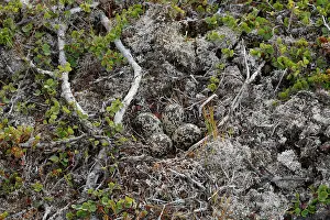 True Plover Prints: Golden plover (Pluvialis apricaria) eggs in nest on the ground, Varanger, Norway. July