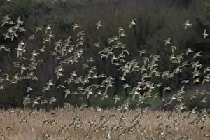 True Plover Prints: Golden plover (Pluvialis apricaria) flock in flight over marshland