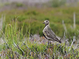 True Plover Prints: Golden plover (Pluvialis Apricaria) male