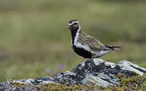 True Plover Prints: Golden plover (Pluvialis apricaria) male in breeding plumage perched on lichen covered rock