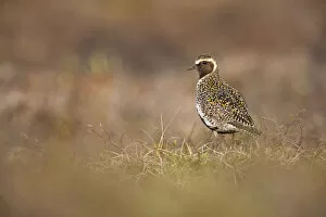 Images Dated 2nd June 2009: Golden plover (Pluvialis apricaria) Myvatn, Thingeyjarsyslur, Iceland, June 2009