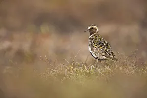 Images Dated 2nd June 2009: Golden plover (Pluvialis apricaria) Myvatn, Thingeyjarsyslur, Iceland, June 2009